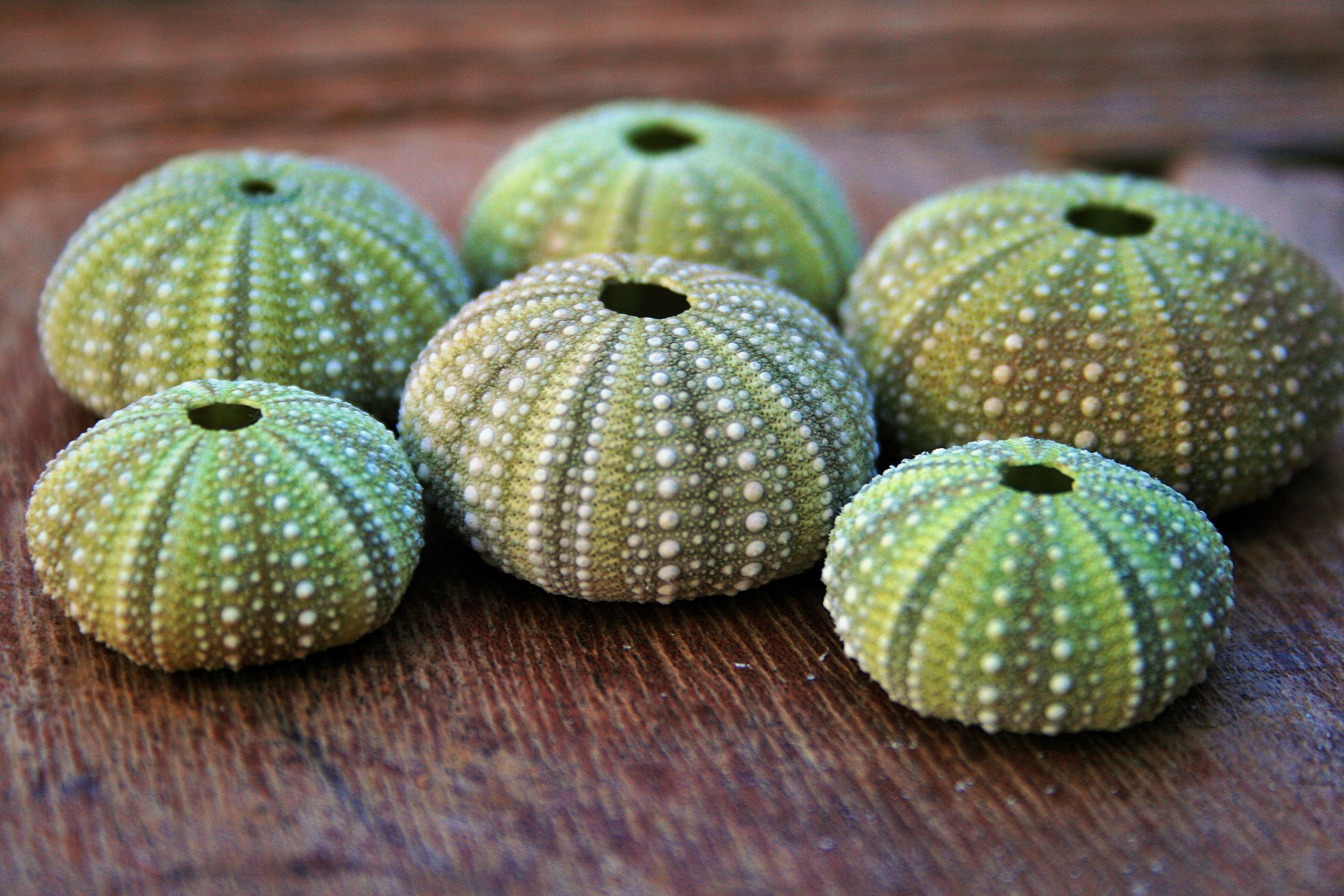 shells green urchin free photo