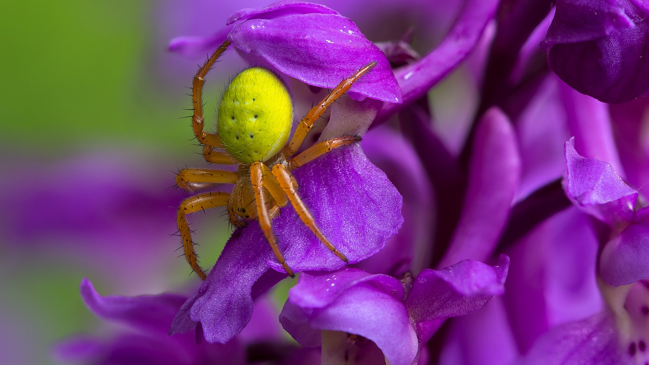 pumpkin spider  spider  insect free photo