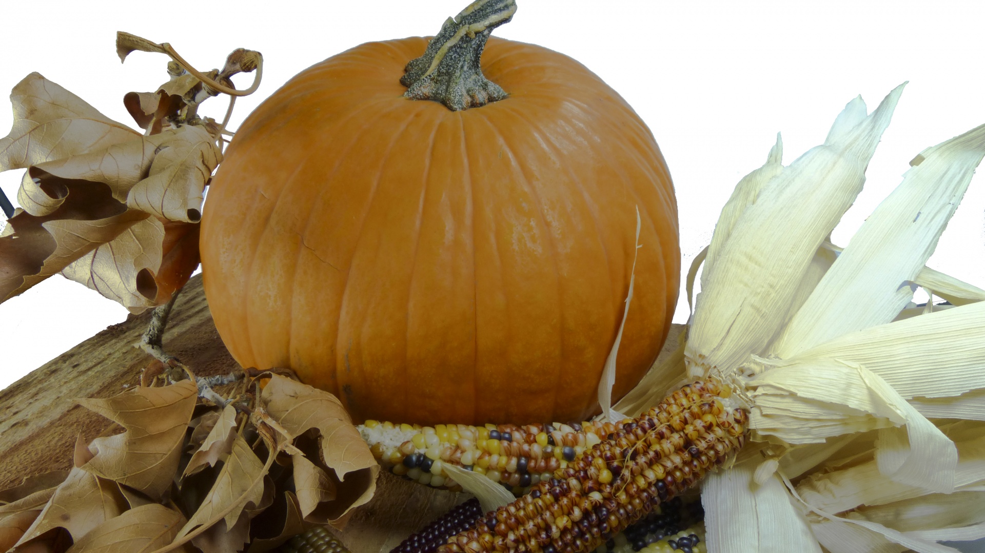 pumpkin indian corn still free photo