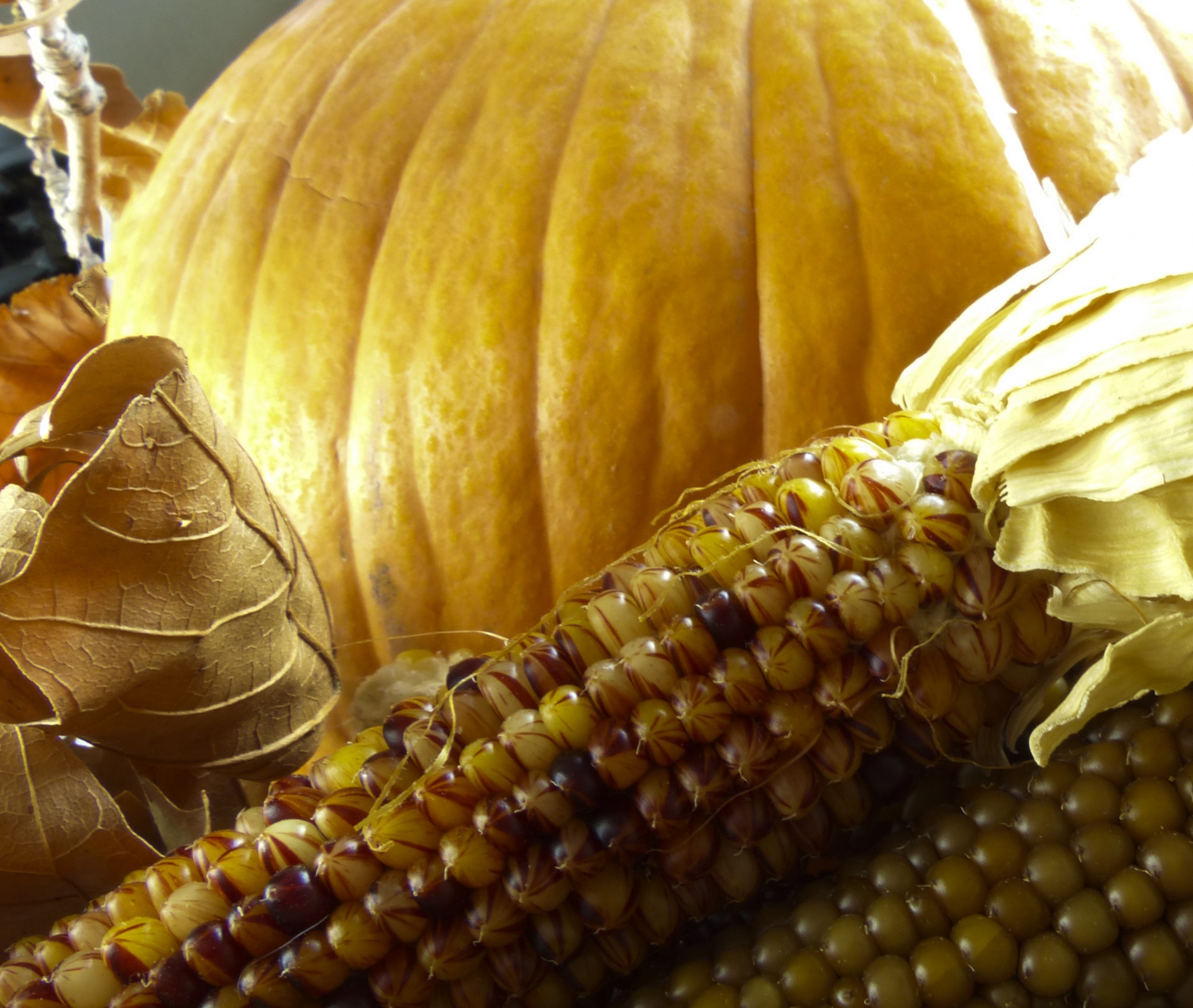 pumpkin indian corn still free photo