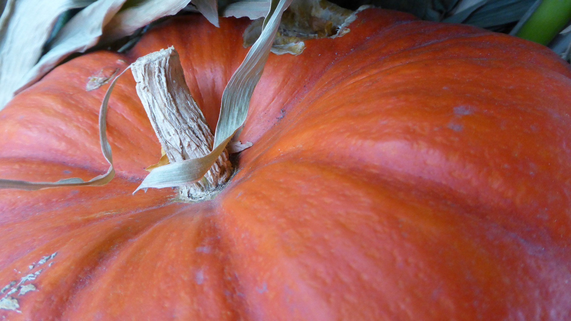 top closeup pumpkin free photo
