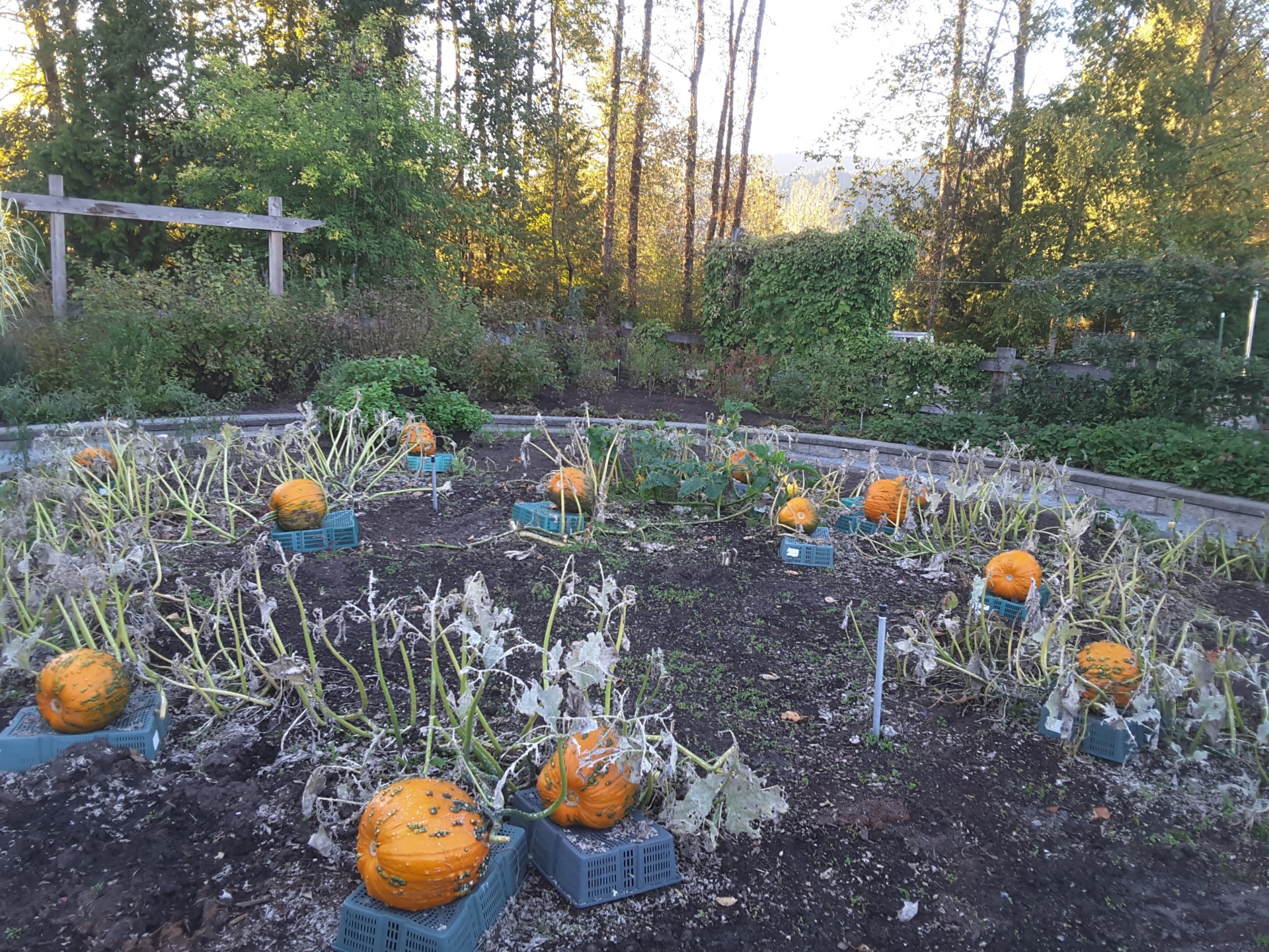 view pumpkins local free photo