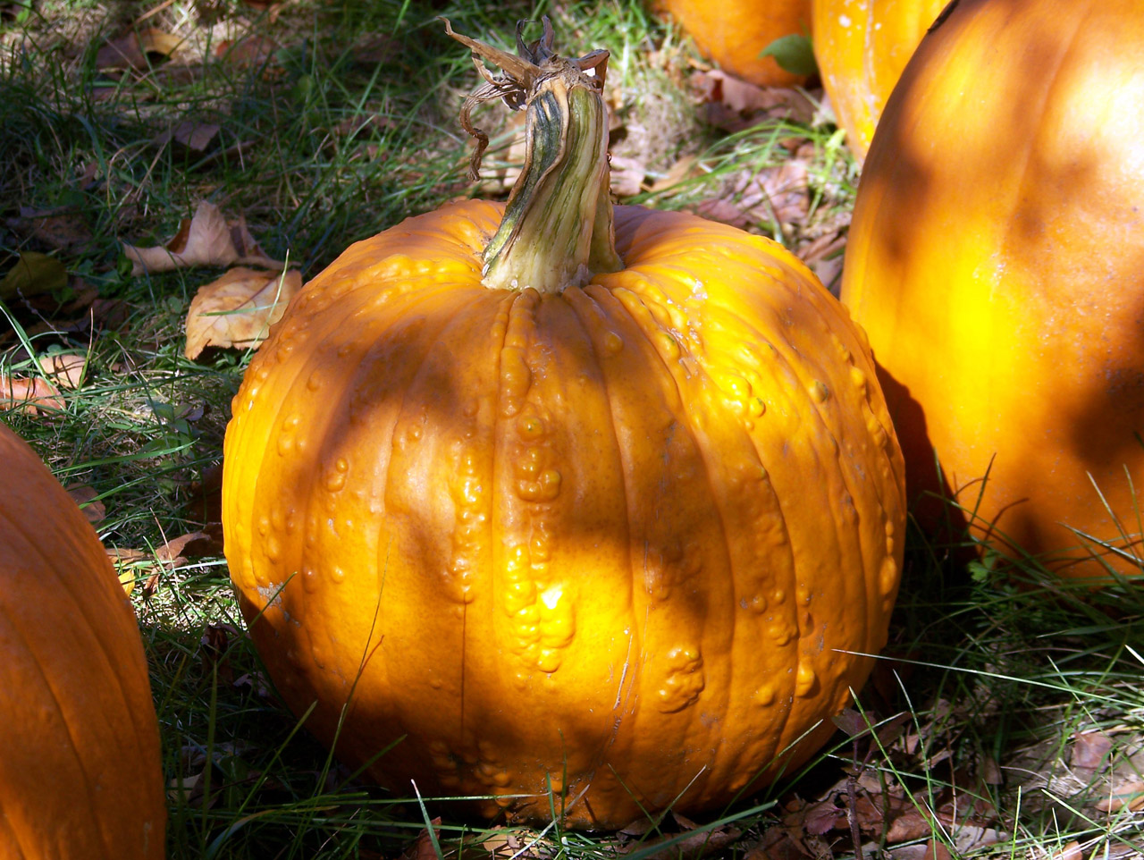 pumpkin warts autumn free photo