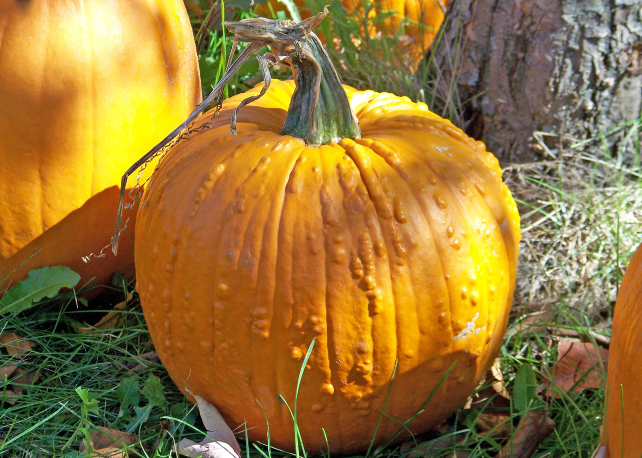 pumpkin warts autumn free photo