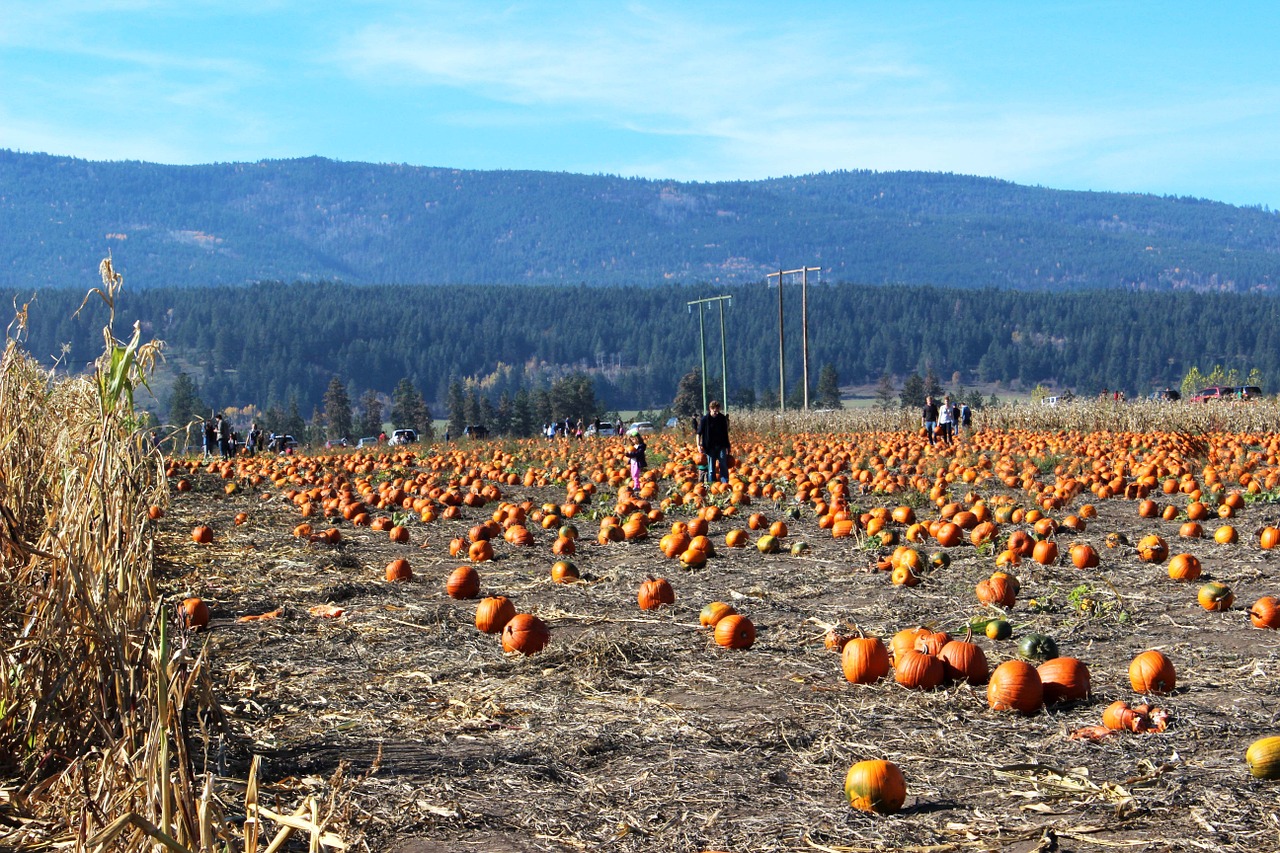 pumpkins field harvest free photo