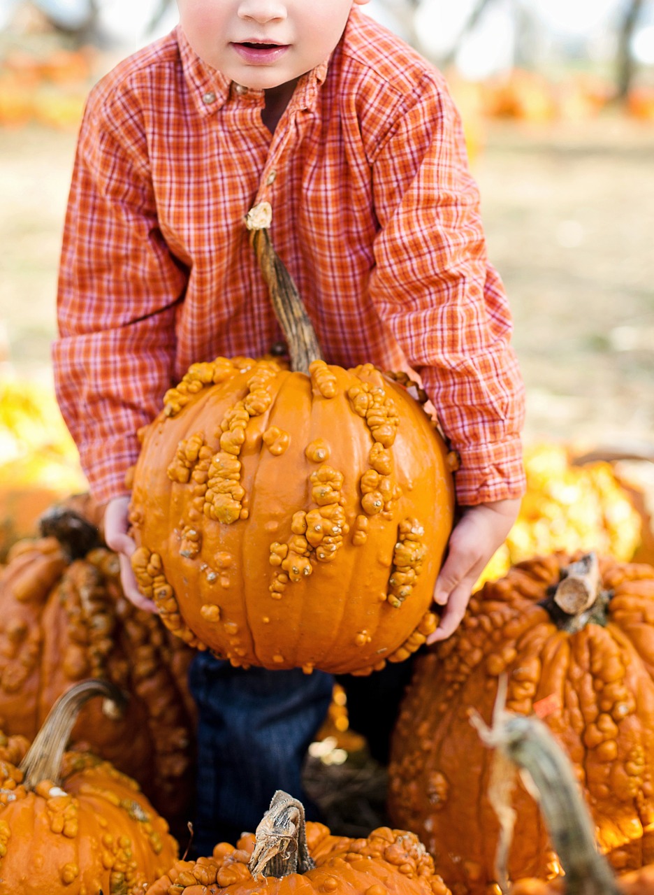 pumpkins halloween autumn free photo