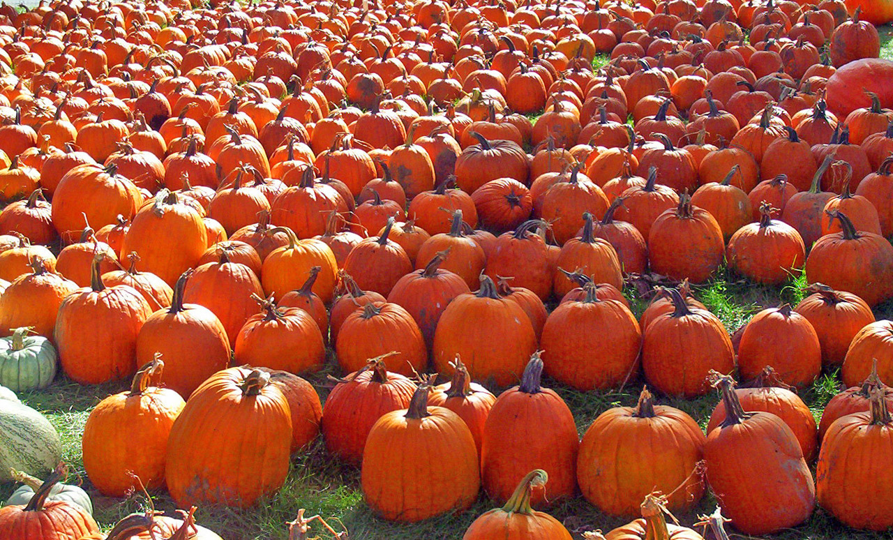 pumpkins autumn fall free photo