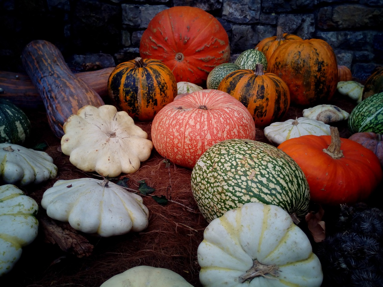 pumpkins squash cucurbits free photo