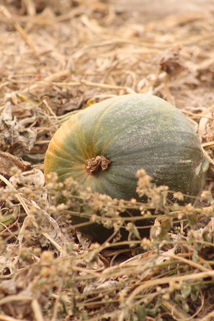 pumpkins fall harvest free photo