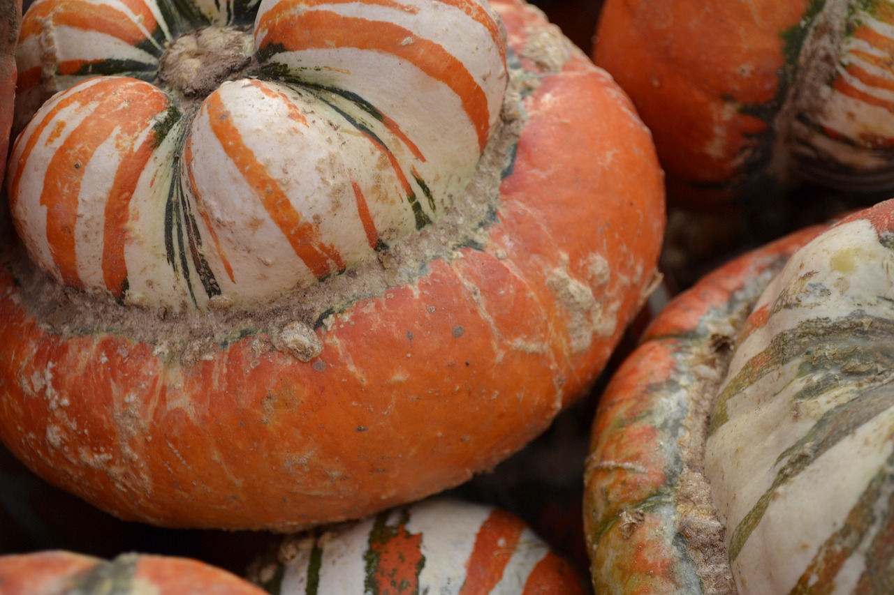 pumpkins gourds autumn free photo