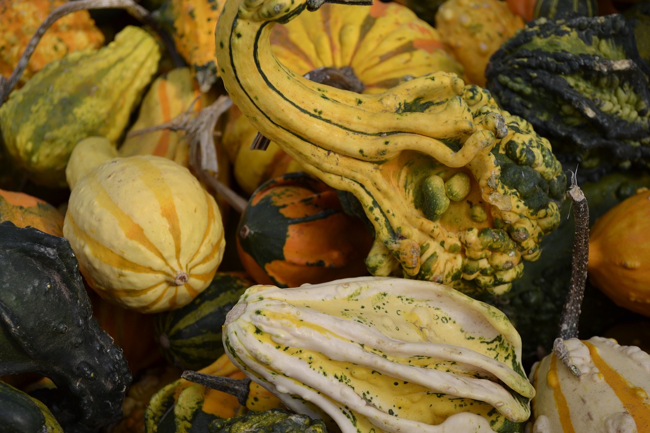 pumpkins gourds autumn free photo