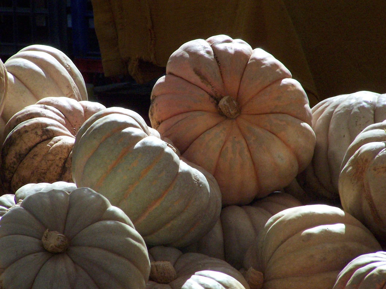 pumpkins large grey free photo