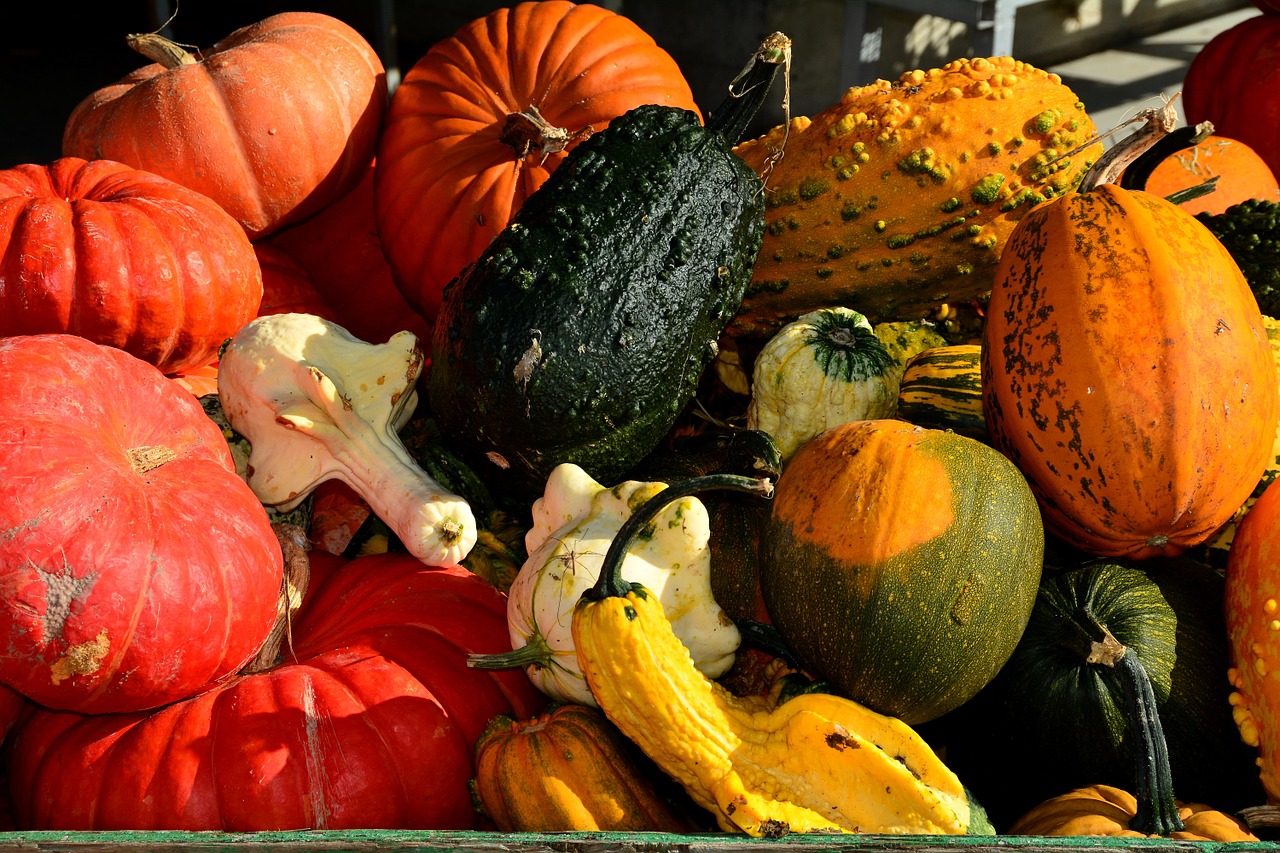 pumpkins squash gourd free photo