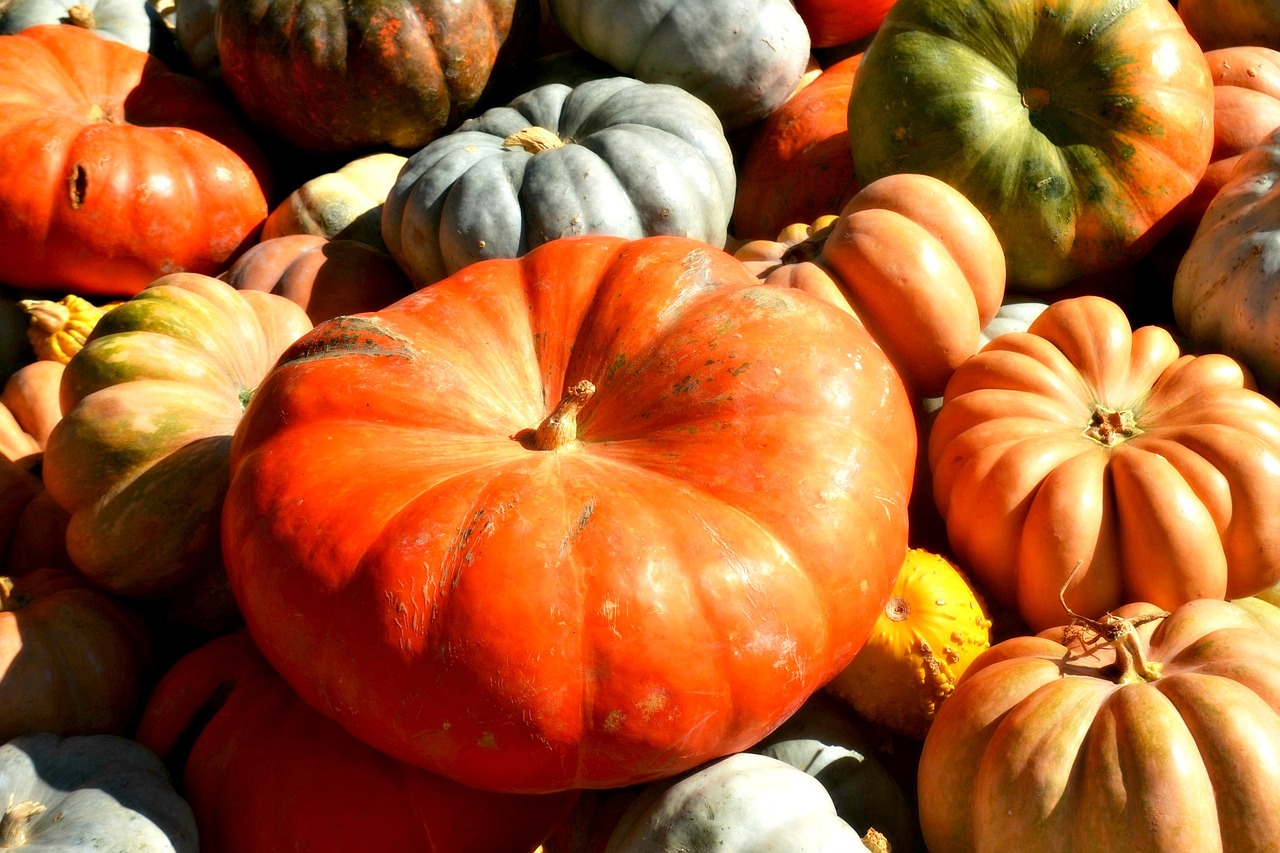 pumpkins squash orange free photo