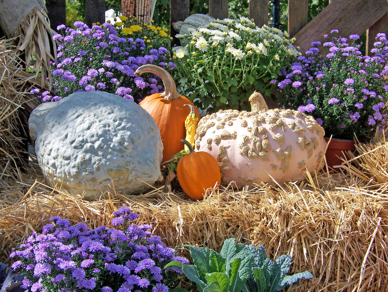 pumpkins autumn fall free photo