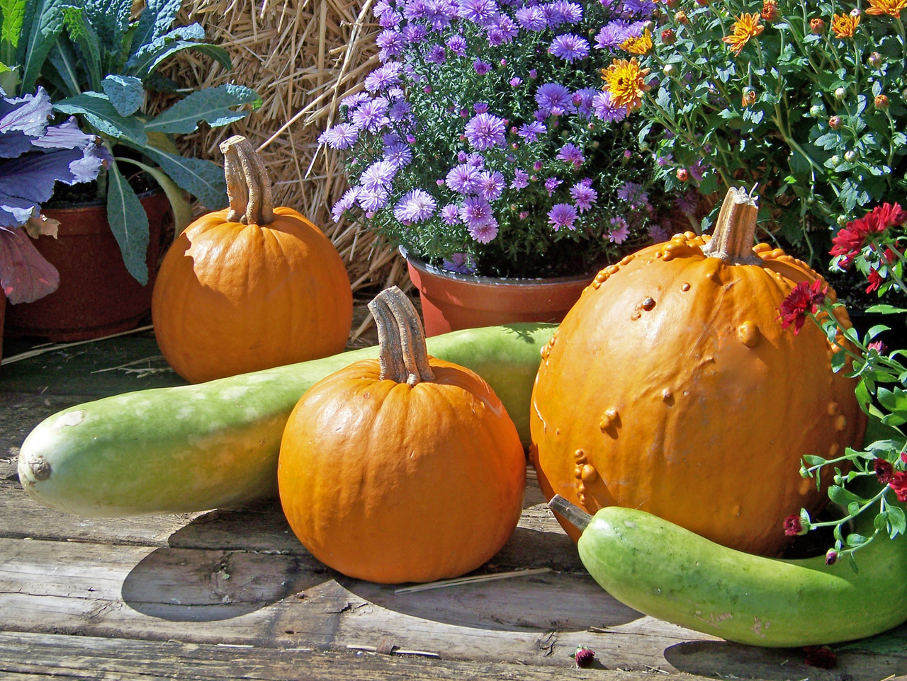 pumpkins autumn fall free photo