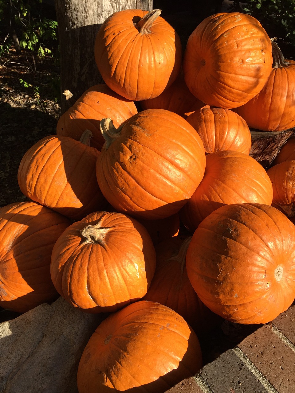 pumpkins shadow halloween free photo