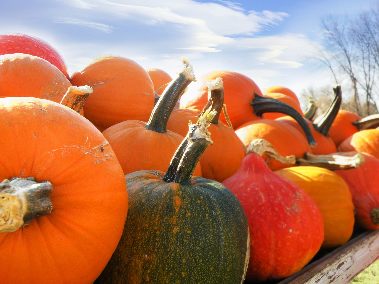 pumpkins gourds pumpkins ands gourds free photo