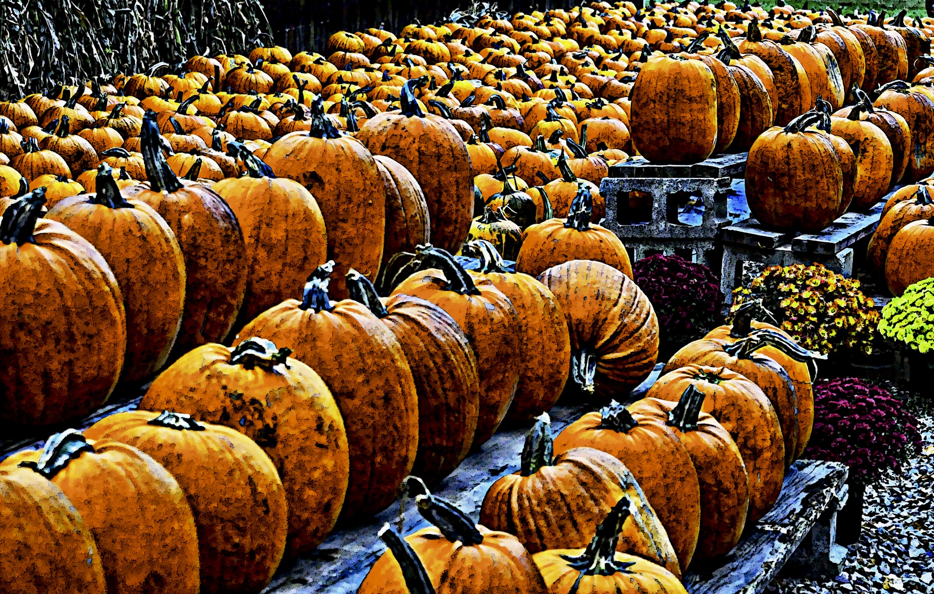 pumpkin pumpkins orange free photo