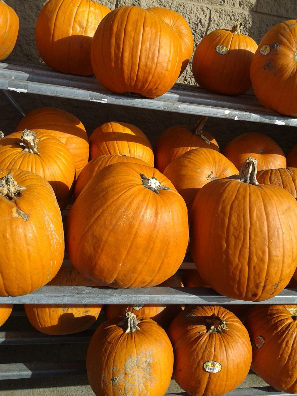 pumpkins fall harvest free photo