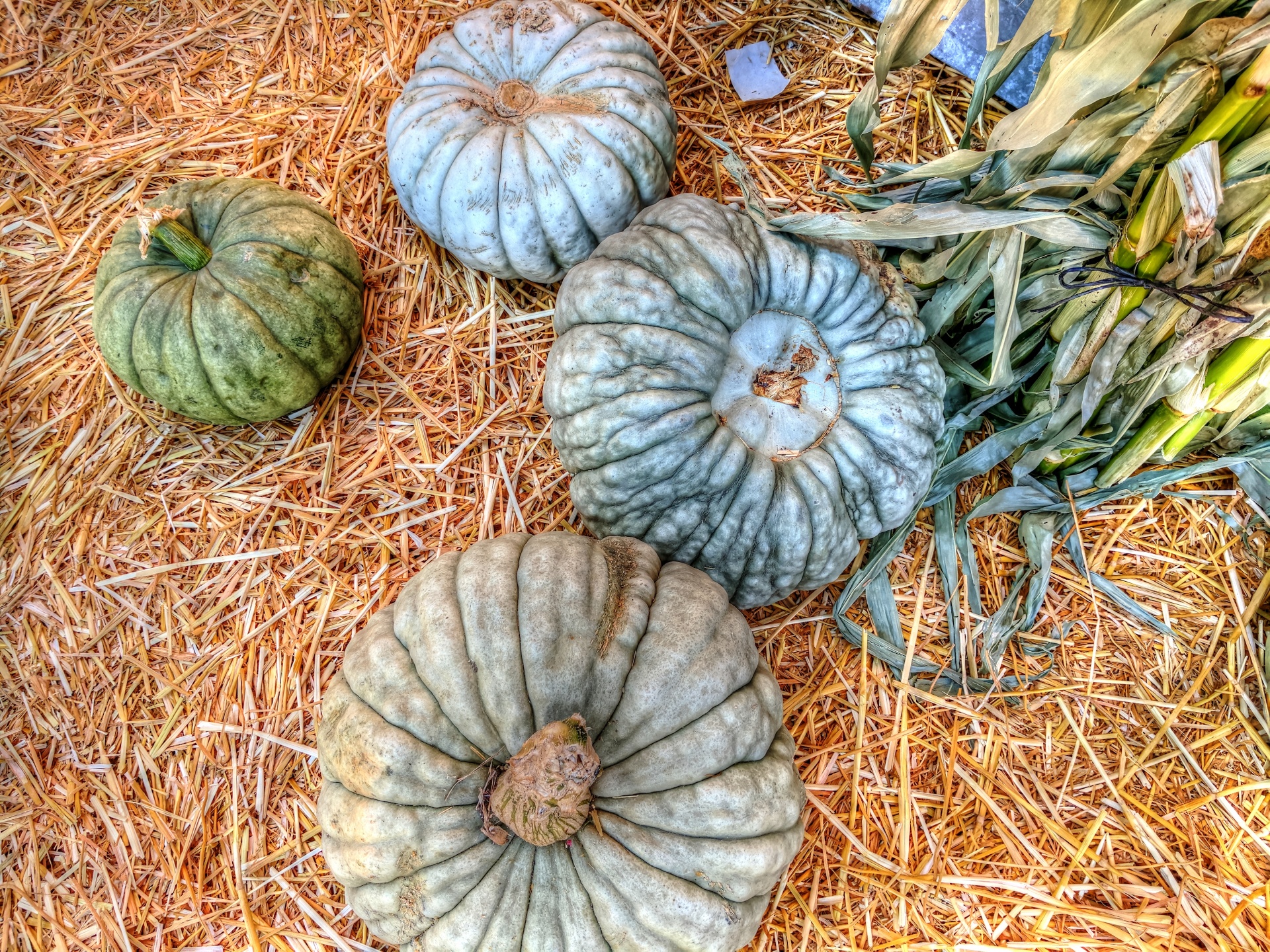 pumpkin pumpkins squash free photo