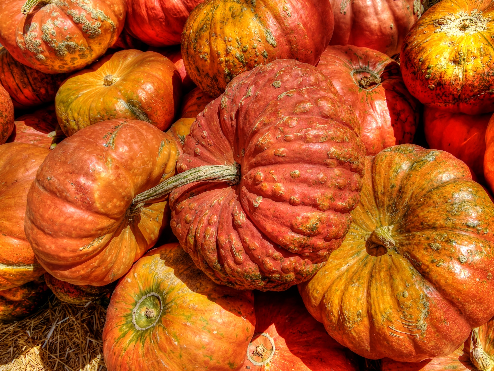 pumpkin pumpkins squash free photo