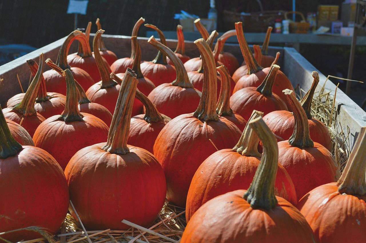 pumpkins nature fall free photo