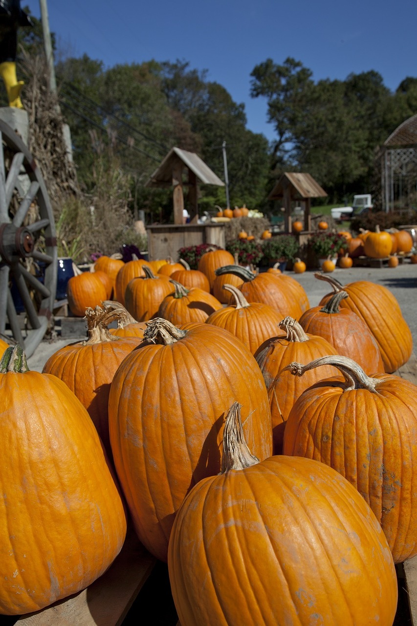 pumpkins fresh orange free photo