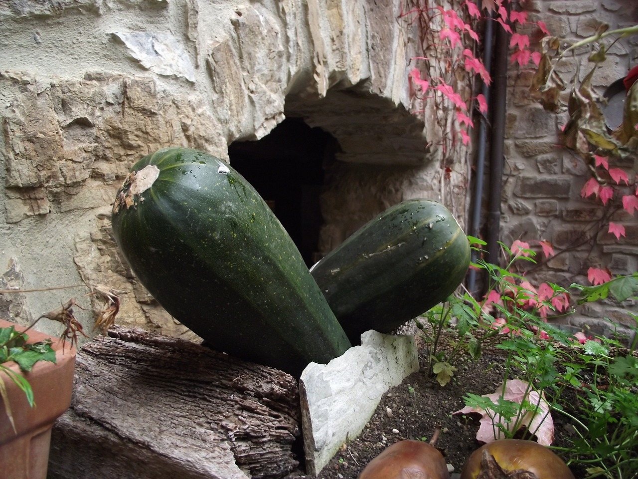 pumpkins zucchini autumn free photo