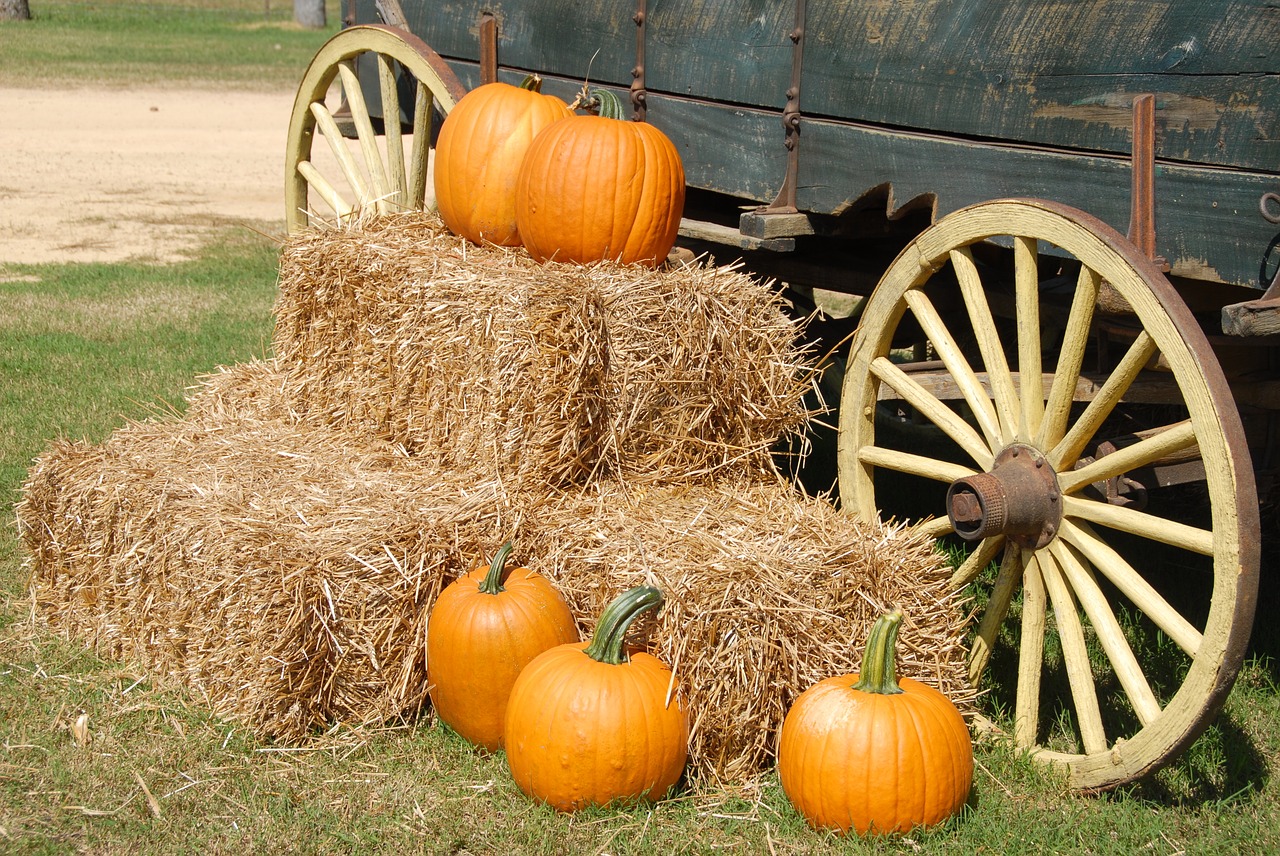 pumpkins wagon farm free photo