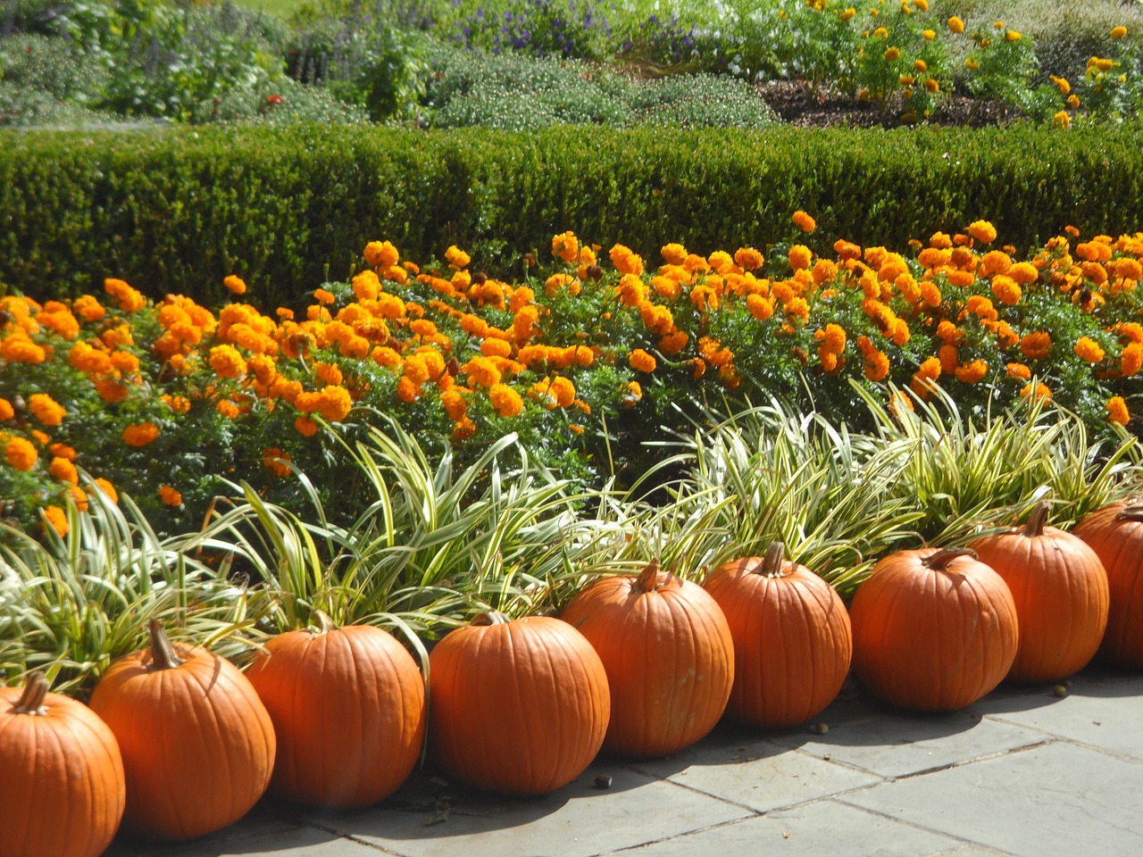 pumpkins fall autumn free photo