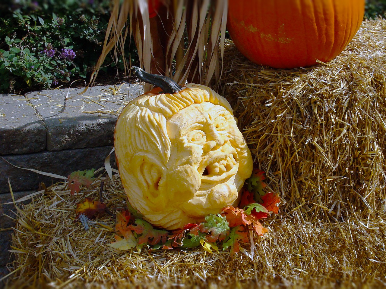 pumpkins carving face free photo