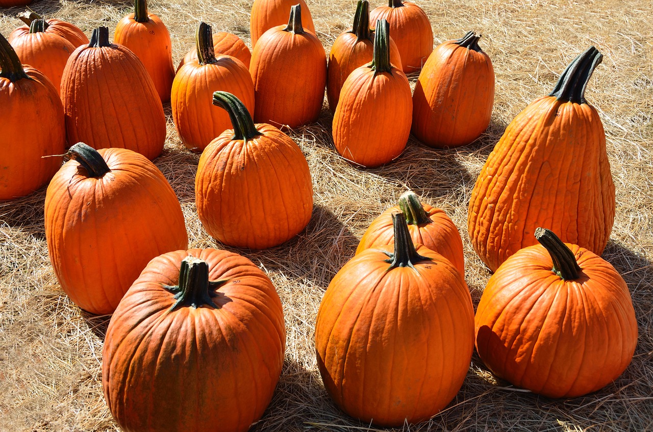 pumpkins halloween autumn free photo