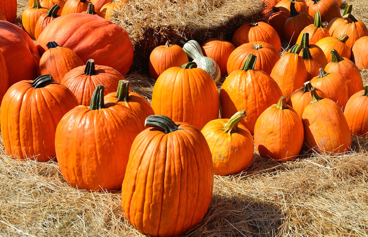 pumpkins for sale sell free photo