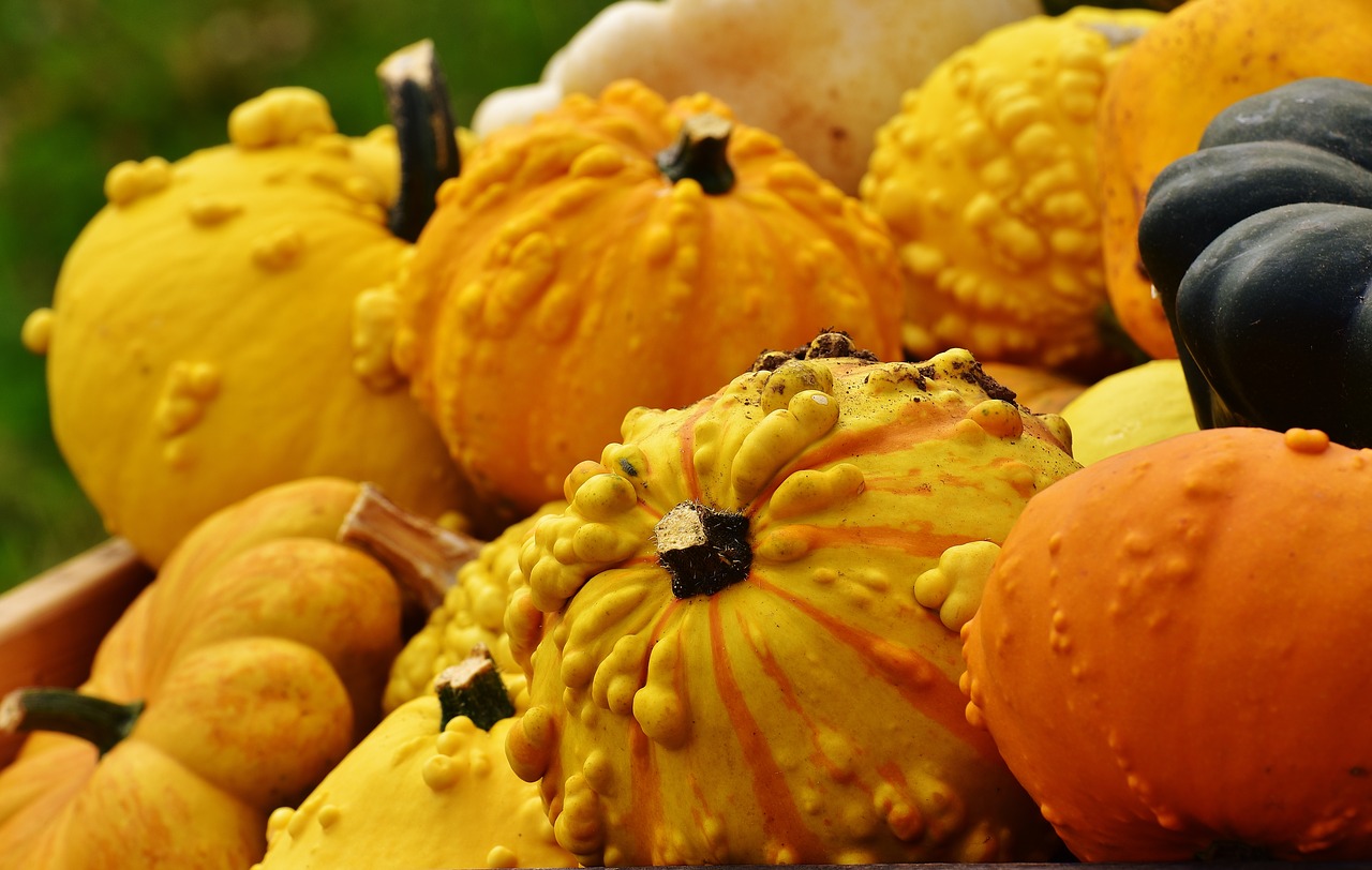 pumpkins autumn autumn decoration free photo