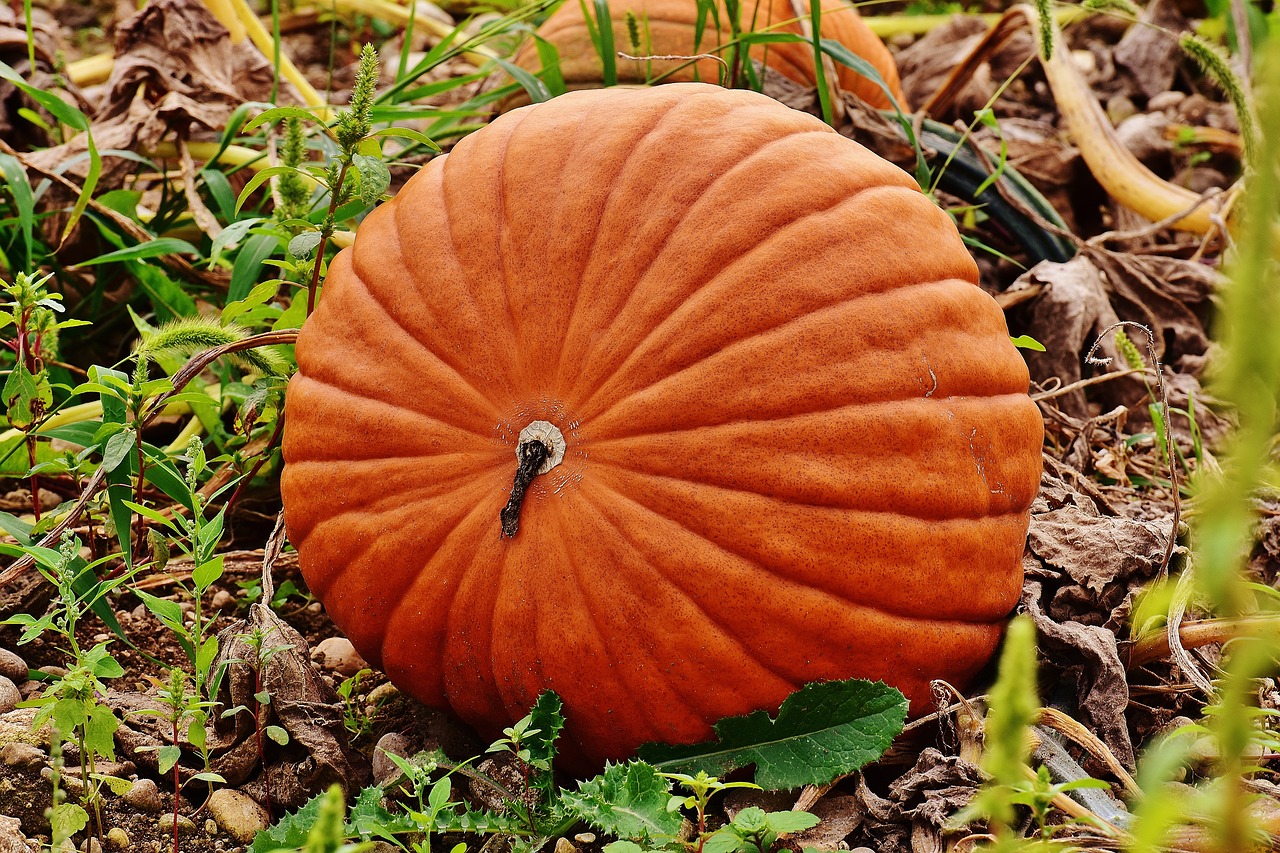 pumpkins autumn autumn decoration free photo