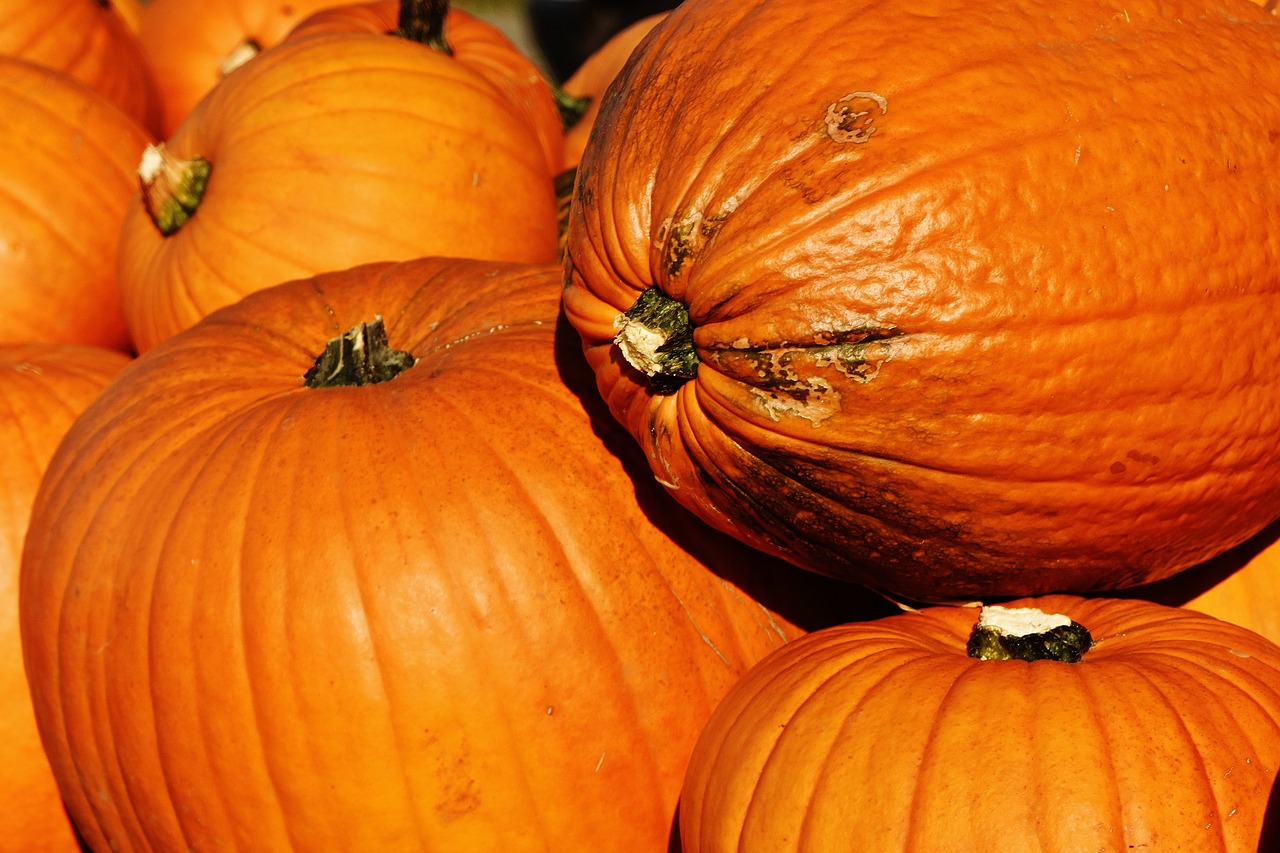 pumpkins autumn autumn decoration free photo