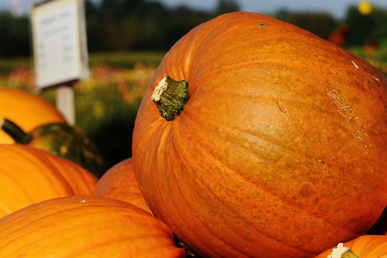 pumpkins autumn autumn decoration free photo