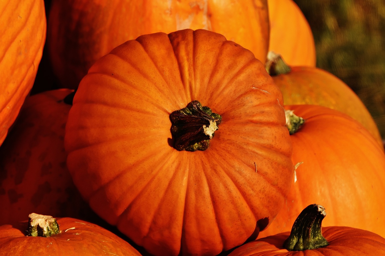 pumpkins autumn autumn decoration free photo