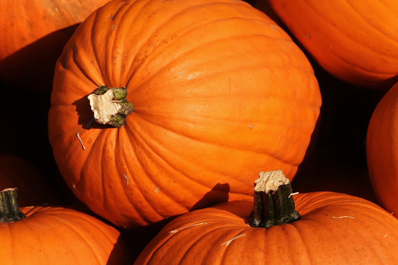 pumpkins autumn autumn decoration free photo