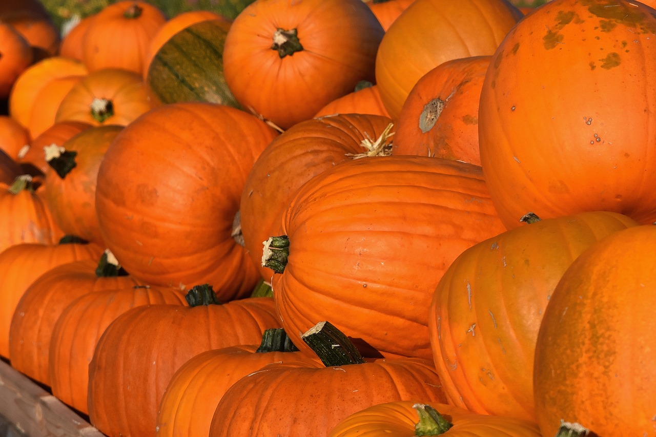 pumpkins autumn autumn decoration free photo