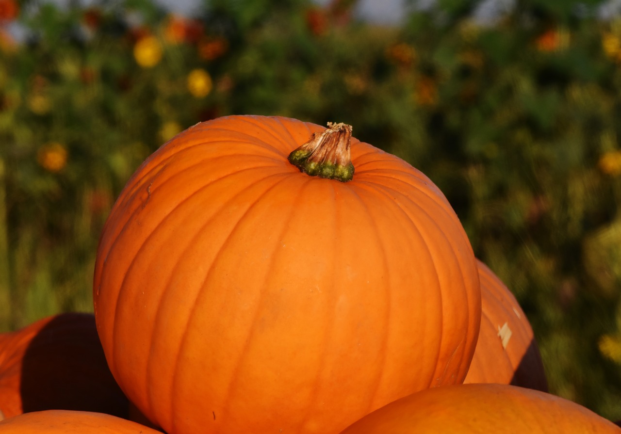 pumpkins autumn autumn decoration free photo