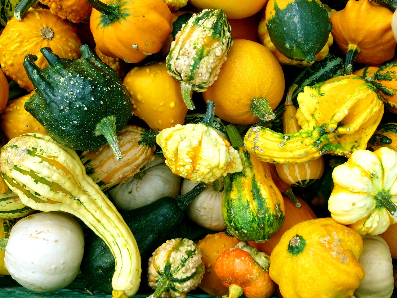 pumpkins cucurbitaceae autumn free photo