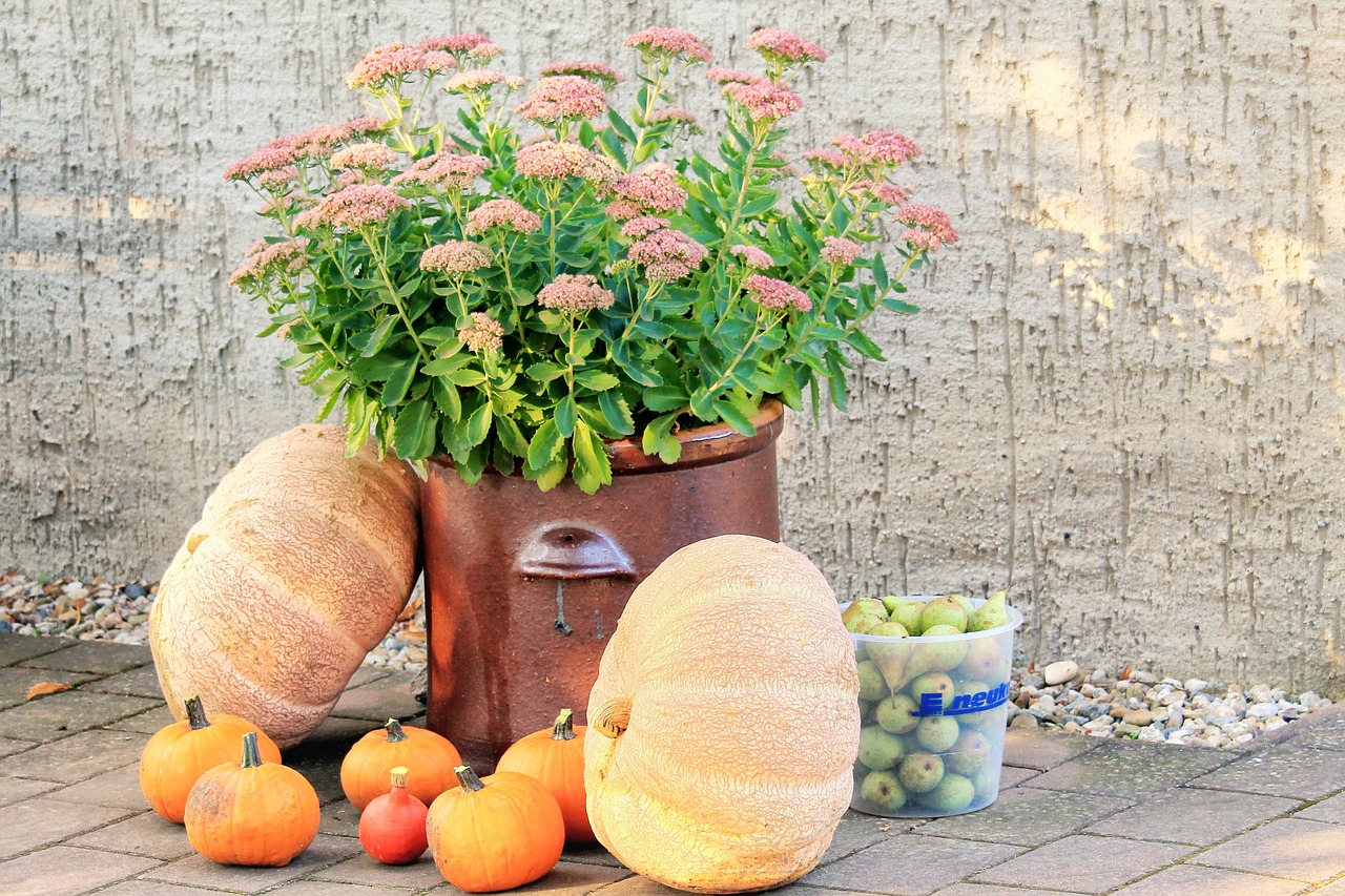 pumpkins deco autumn free photo