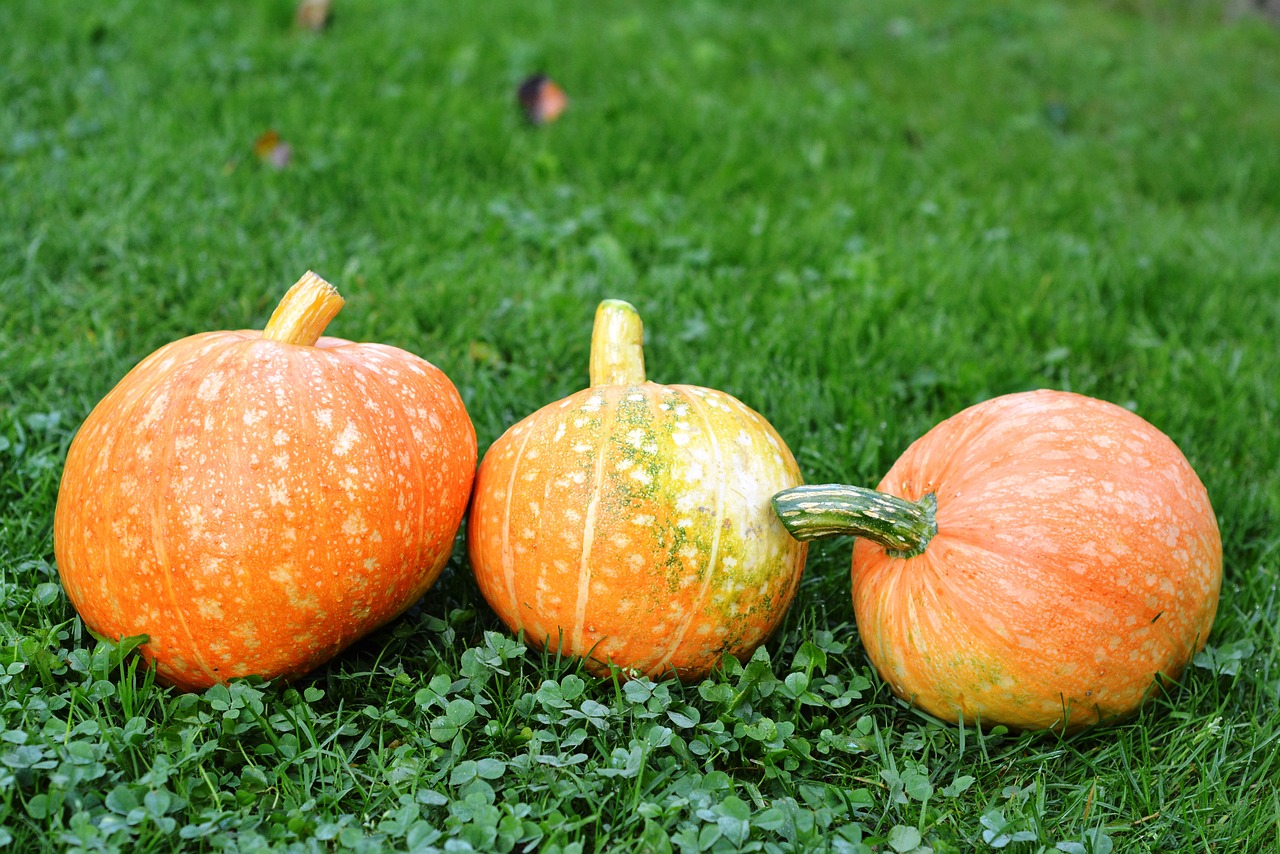 pumpkins pumpkin the cultivation of free photo