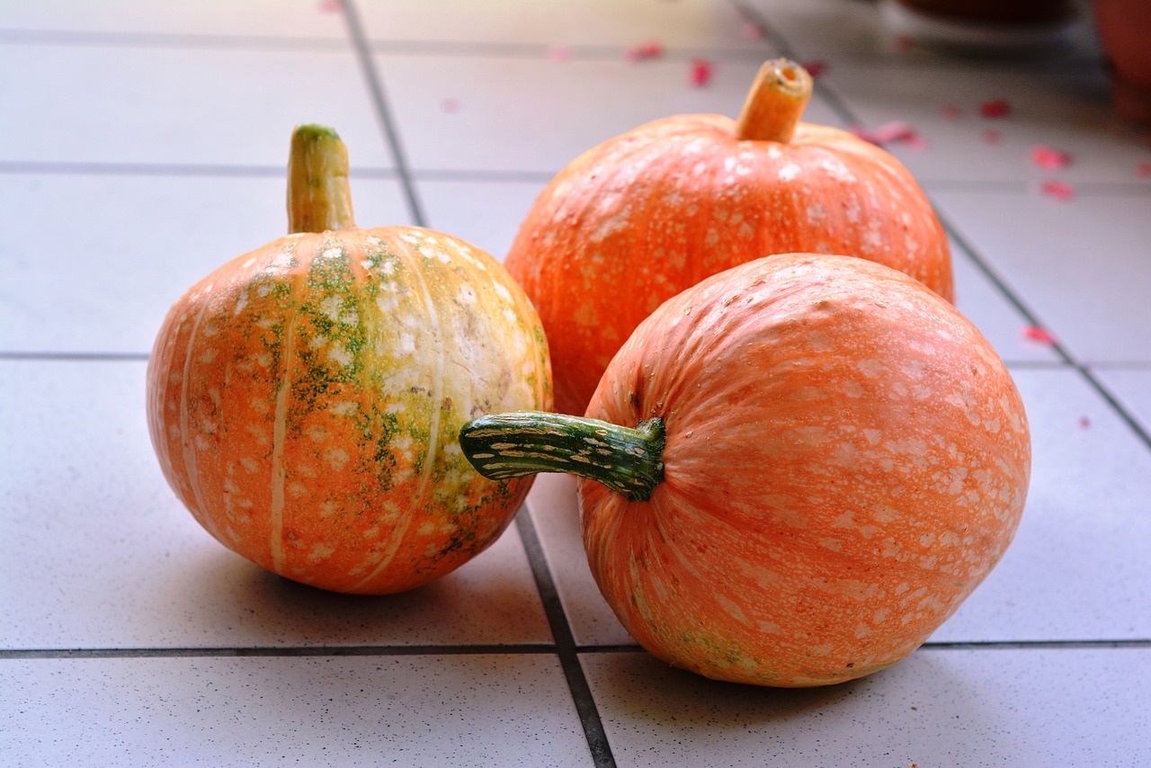 pumpkins pumpkin the cultivation of free photo