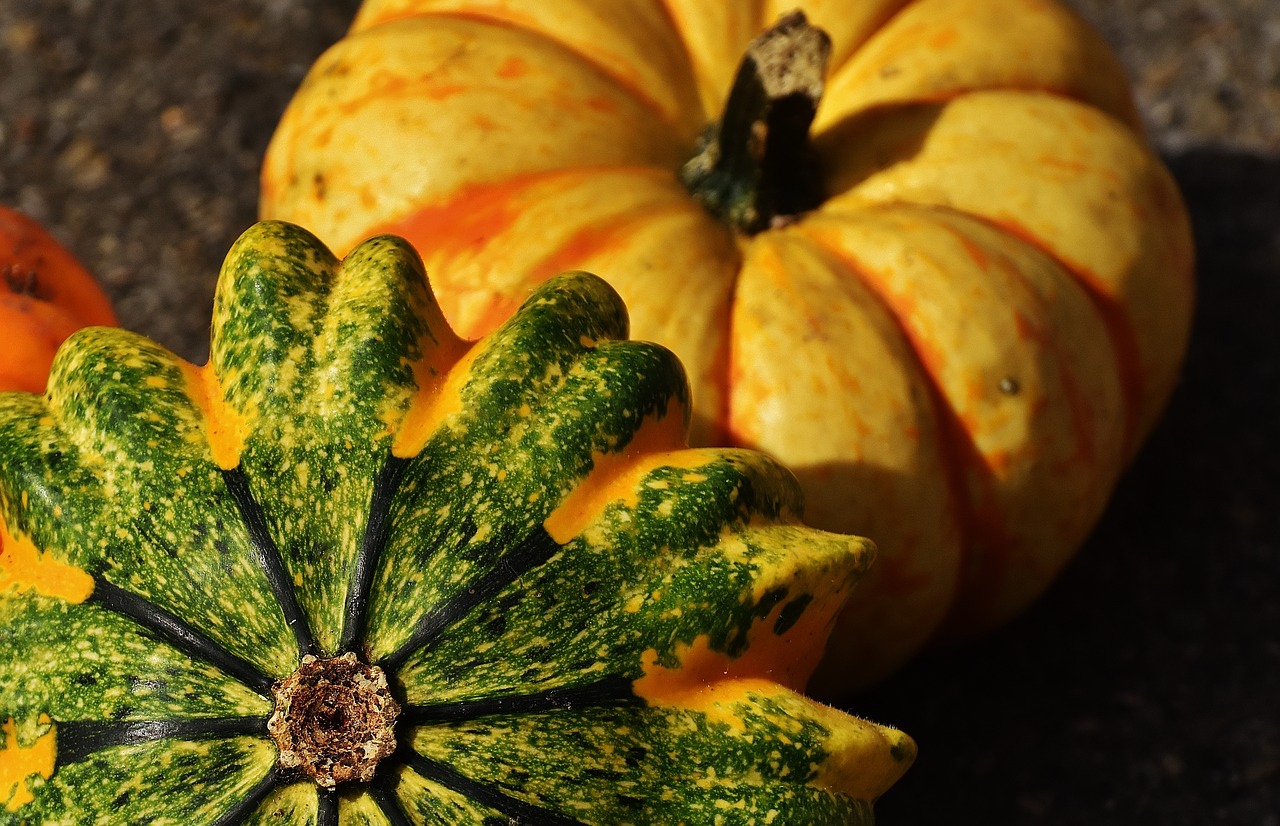 pumpkins decorative squashes nature free photo