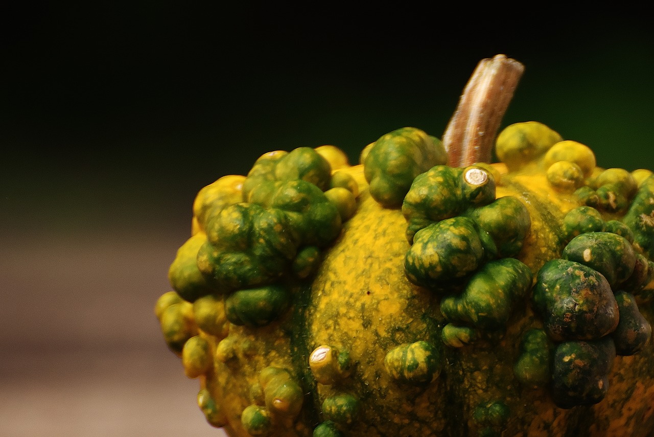 pumpkins decorative squashes nature free photo