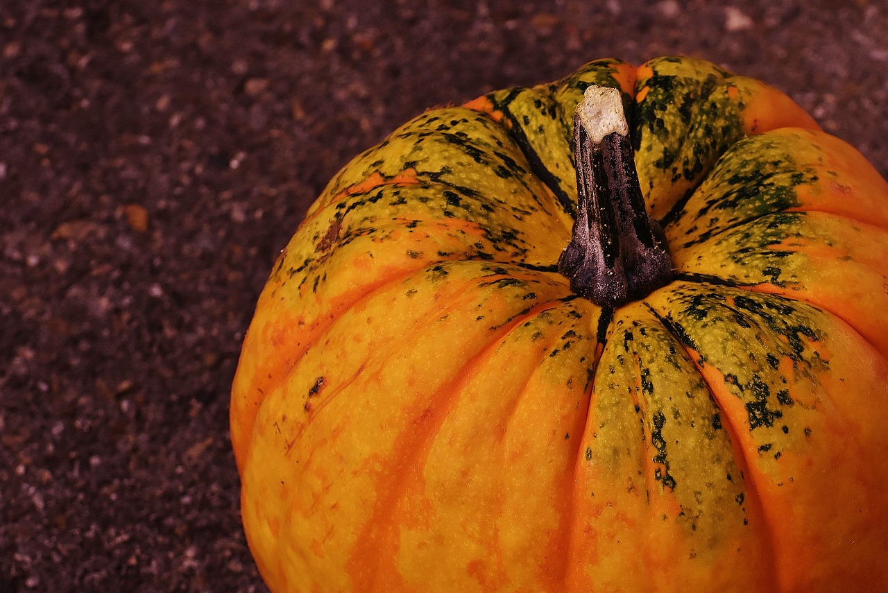 pumpkins decorative squashes nature free photo