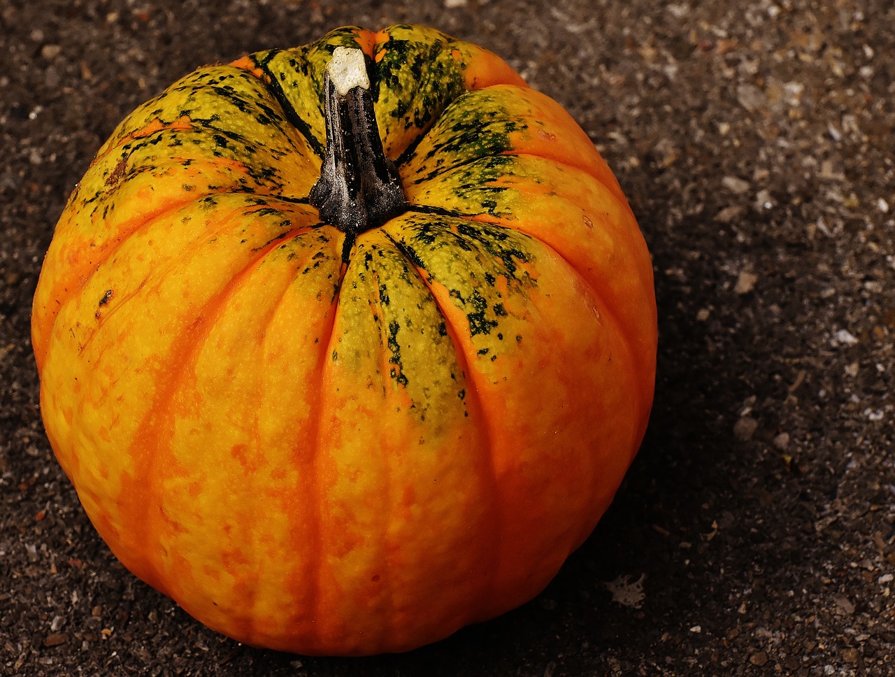 pumpkins decorative squashes nature free photo